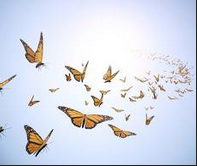 option trading ideas, options trading education, Options trading strategies