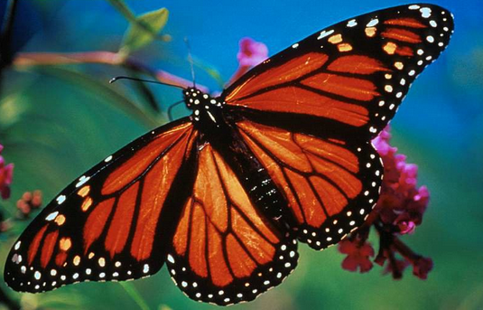 Trading education, Trading Articles, options trading education, free online trading education