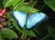 Options Strategy, Butterfly Spread, option trading ideas, options trading articles